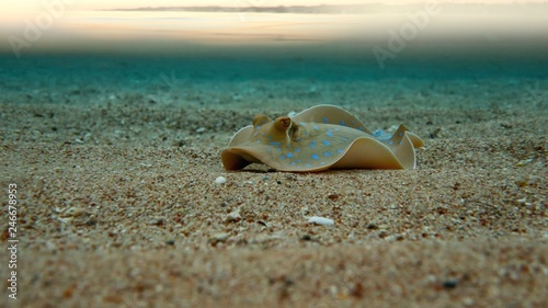Beautiful Stingray on the sea sandy bottom