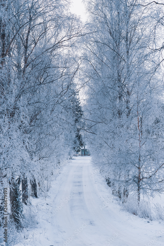 Snowy road in winter