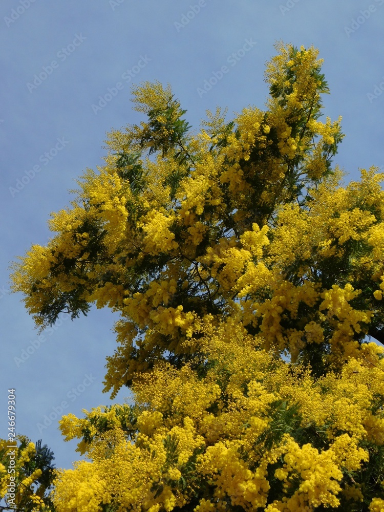 Impressive Mimosa or Acacia dealbata tree with bright yellow flowers in full blossom Impressive Mimosa or Acacia dealbata tree with bright yellow flowers in full blossom