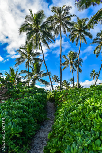 Wallpaper Mural Beach Path Torontodigital.ca