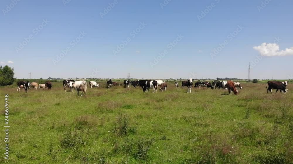Herd of cows in pasture, life in the village. Slow motion Herd of cows in pasture, life in the village. Slow motion