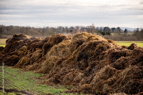 Foto steaming dung heap on a meadow