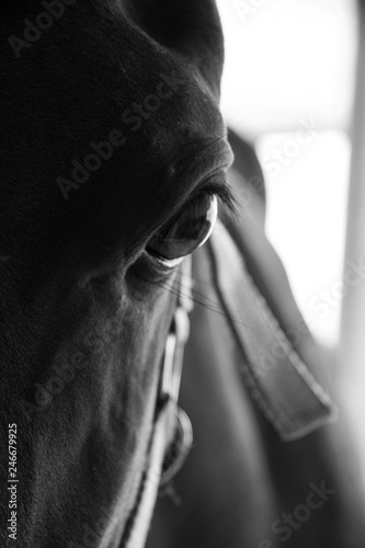 Pferd Potrait