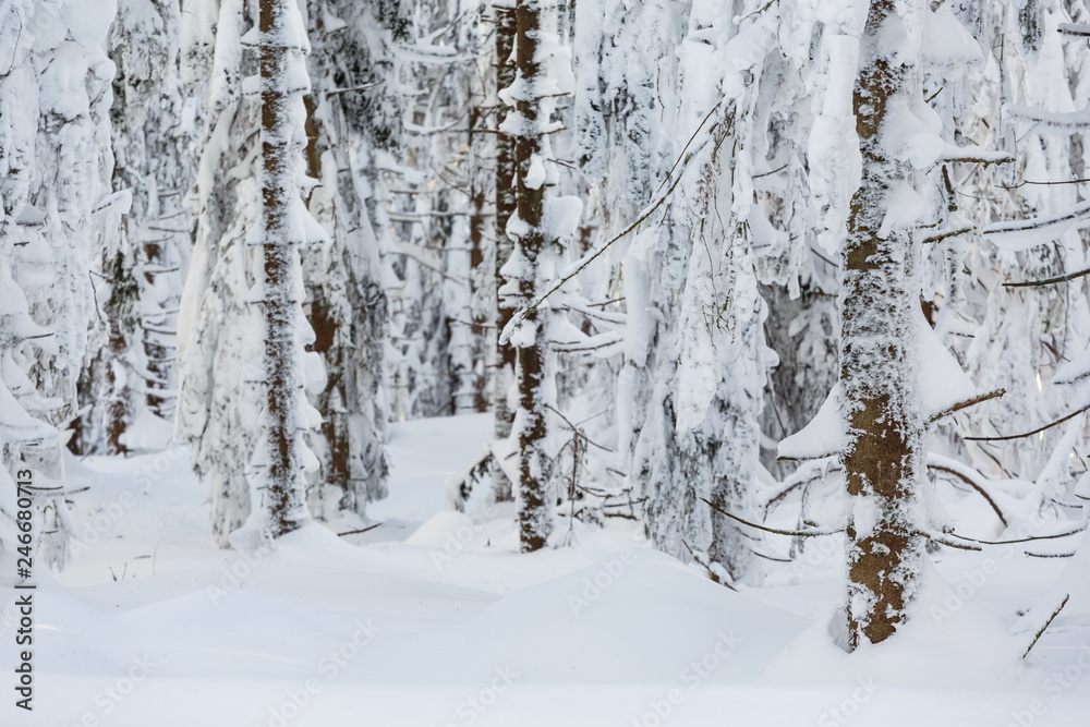 Winter trekking Beskidy mountains Rysianka Winter trekking Beskidy mountains Rysianka