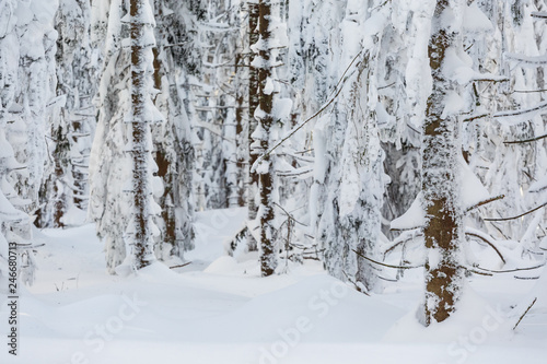 Fototapeta Naklejka Na Ścianę i Meble -  Winter trekking Beskidy mountains Rysianka