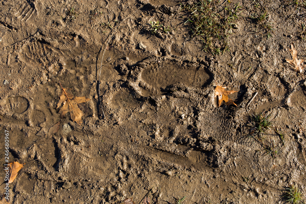 footprints in mud