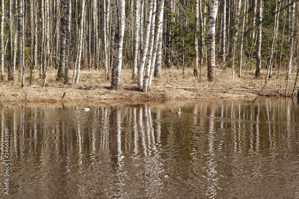 Spring river and forest Spring river and forest
