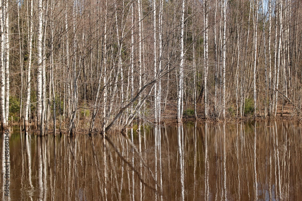 Obraz premium Spring forest and river