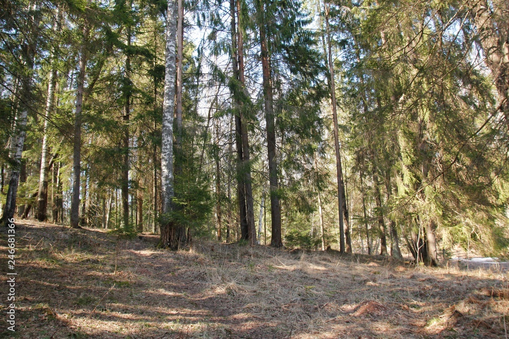 Forest in spring