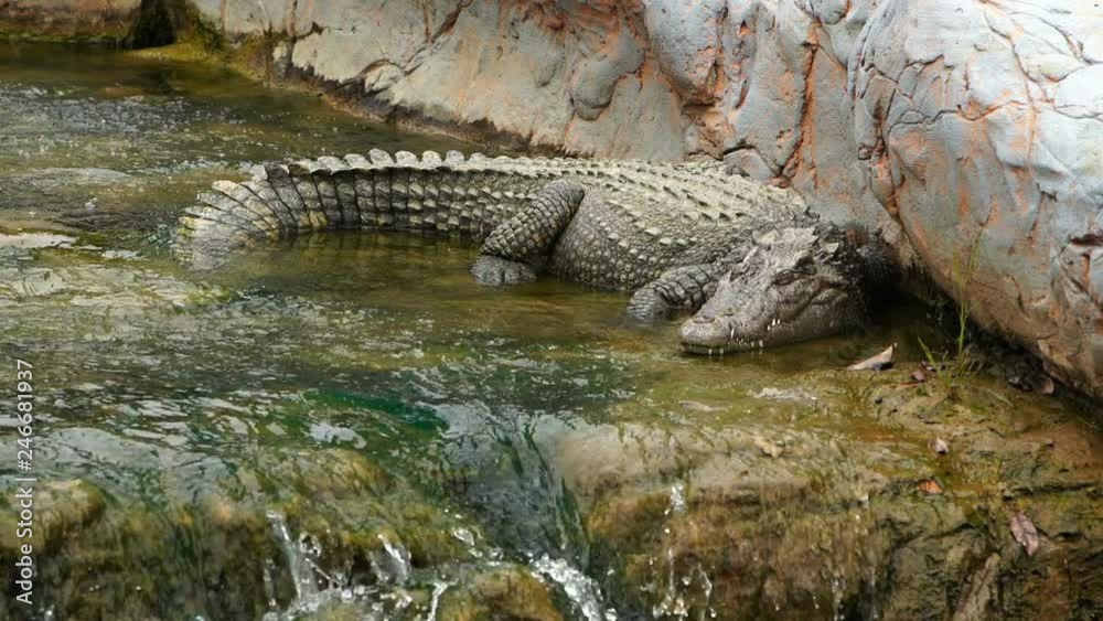 slow-motion of crocodile sleeping on rock with water slow-motion of crocodile sleeping on rock with water