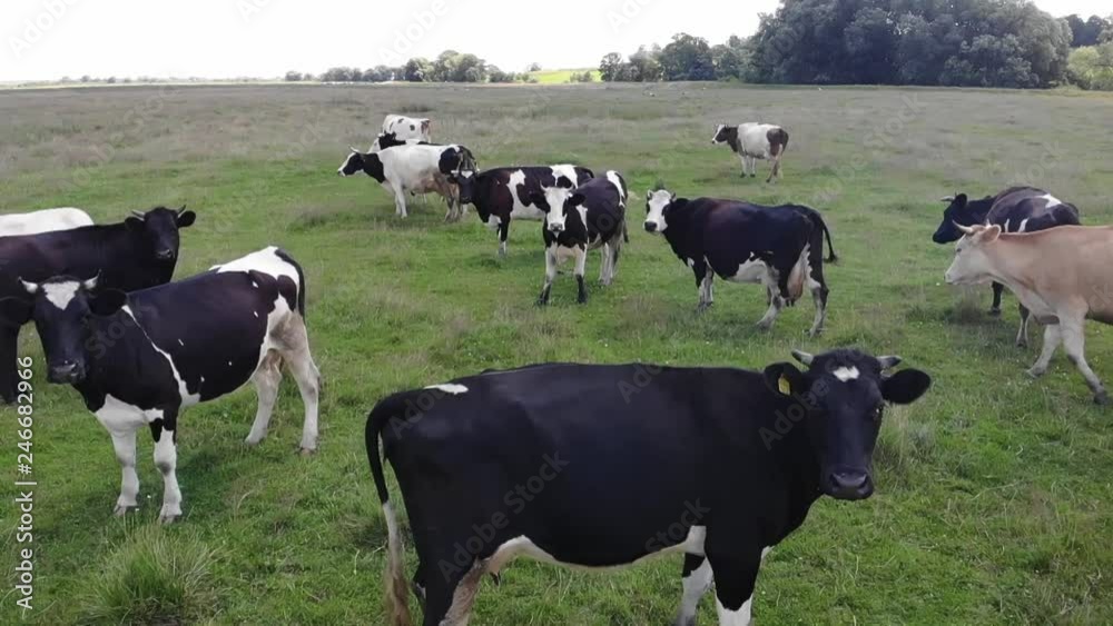 Herd of cows in pasture, cloudy day, countryside. Slow motion Herd of cows in pasture, cloudy day, countryside. Slow motion