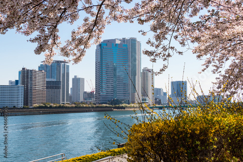 Scenery with cherry blossoms near Aioi Bridge in Chuo-city, Tokyo, Japan