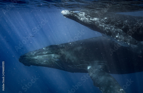 Humpbacks in Hawaii © Drew