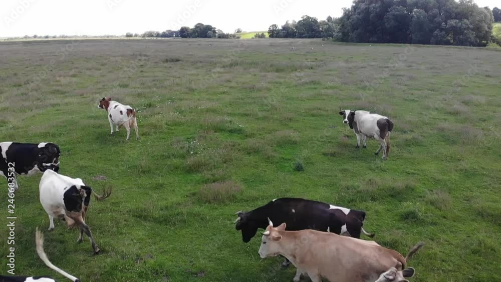 Herd of cows in pasture, cloudy day, countryside. Slow motion Herd of cows in pasture, cloudy day, countryside. Slow motion
