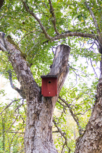 Fototapeta Naklejka Na Ścianę i Meble -  Red wooden bird house in a tree. Home made.