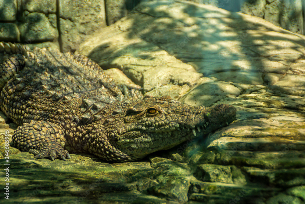 Alligator basking on warm stones in the sun Alligator basking on warm stones in the sun