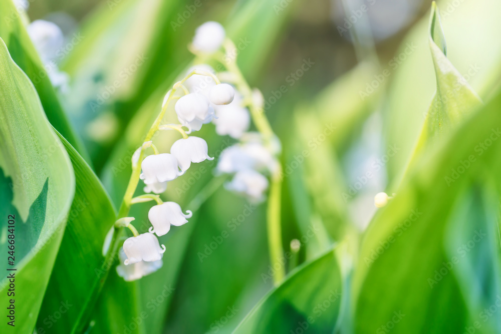 White flowers lily of the valley in the forest White flowers lily of the valley in the forest