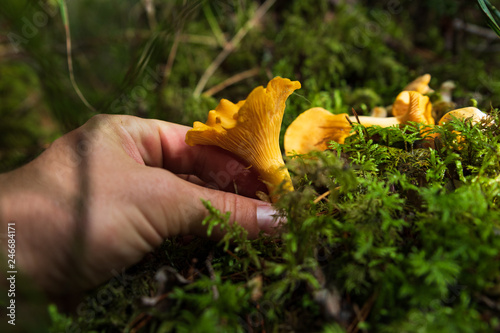 Hand picking chanterells in a forest in Sweden
