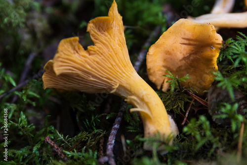 Chanterelle mushroom on green moss
