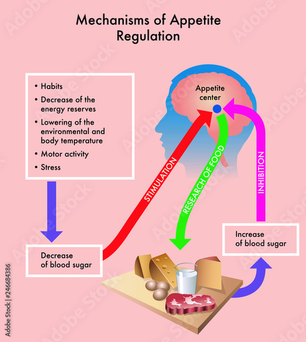 Medical diagram showing of the mechanisms of appetite regulation.