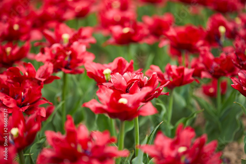 red tulips in the spring garden