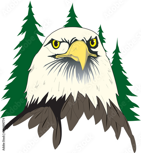 Bald Eagle Face Vector Illustration