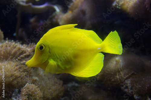 Gelber Fisch im Aquarium