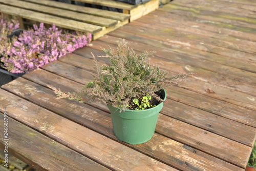 juniperus horizontalis prince of wales