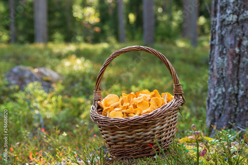 Chanterelle mushrooms in a filled wooden basket in a forest