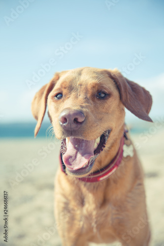A yellow Labrador retriever dog on a sandy beach during summer vacation with its tongue sticking out whilst panting