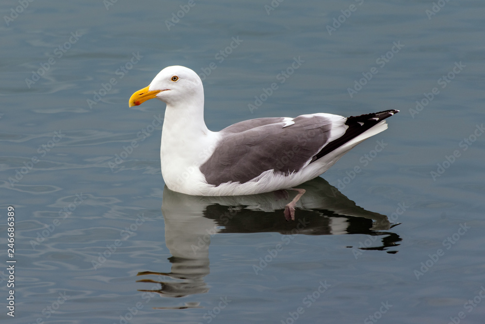 Seagull keeping alert eyes up while swimming along ocean surface with his reflection. Seagull keeping alert eyes up while swimming along ocean surface with his reflection.