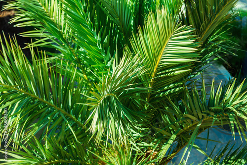green branches of palm trees close-up