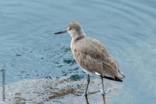 California Willet showing all grey color while foraging along the ocean shore in winter. © motionshooter
