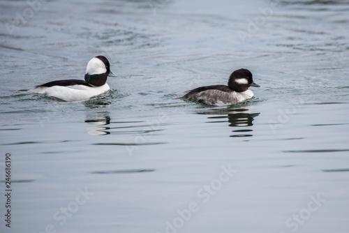 Female Bufflehead marine bird swimming ahead of her mate with reflected image in ocean surface.