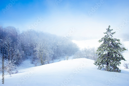 trees in snow © Екатерина Маслюкова