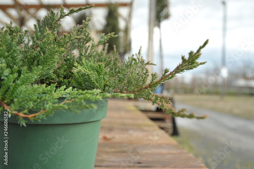 juniperus horizontalis prince of wales