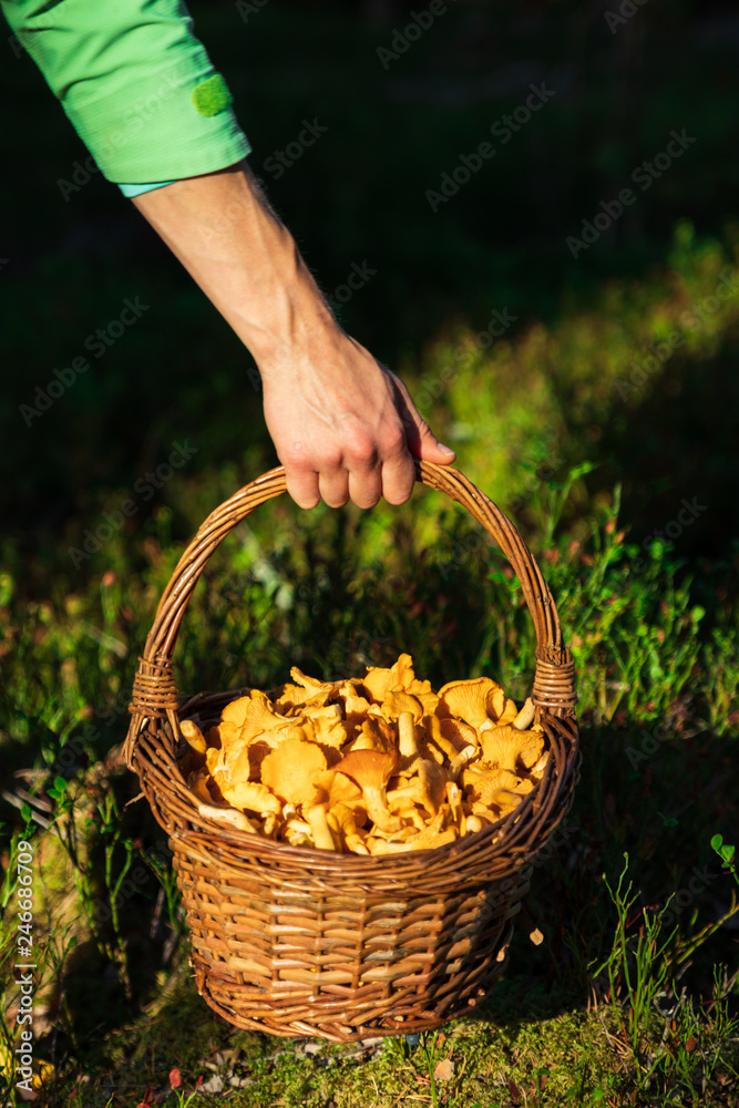 Hand holding a basket filled with fresh golden chanterelles after a successful harvest in a forest. Hand holding a basket filled with fresh golden chanterelles after a successful harvest in a forest.