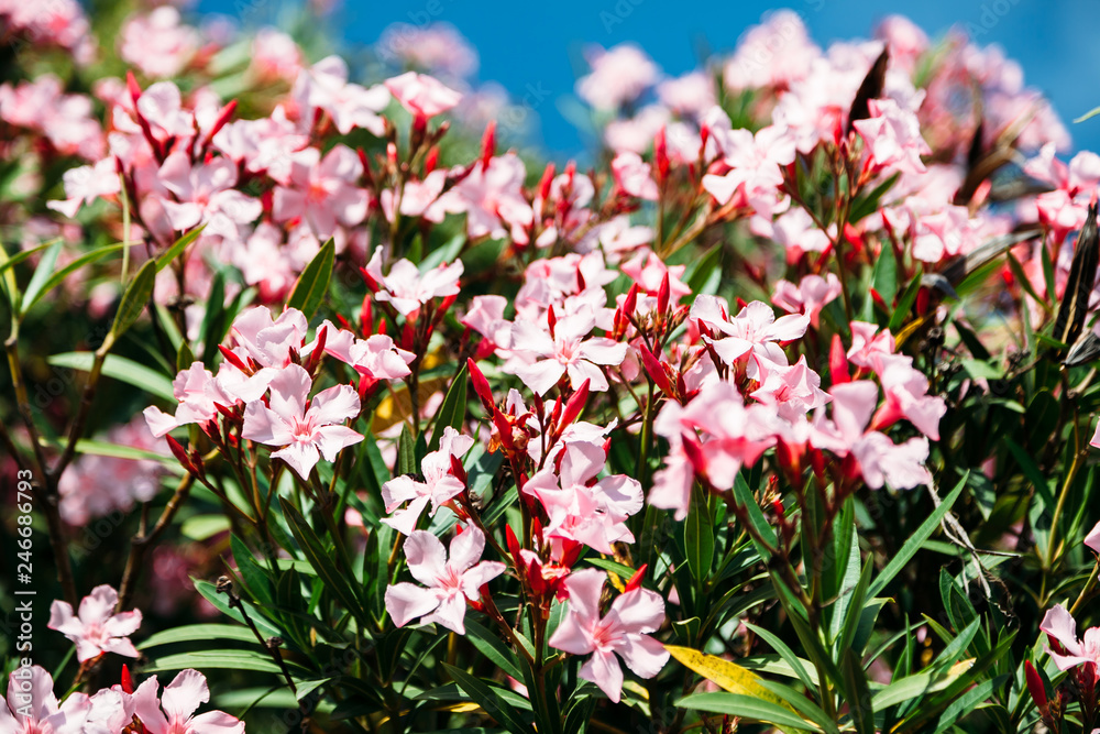 pink flowers in the garden pink flowers in the garden