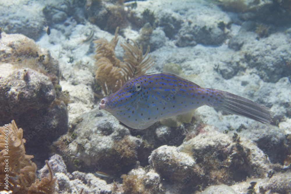 Fototapeta premium Scrawled Filefish on Coral Reef