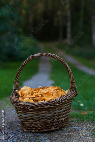 Basket of chanterelles on a dirt road