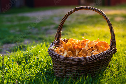 Chanterelles filling up a wooden basket standing on green grass with sunshine
