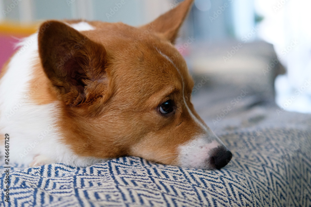 corgi dog pet