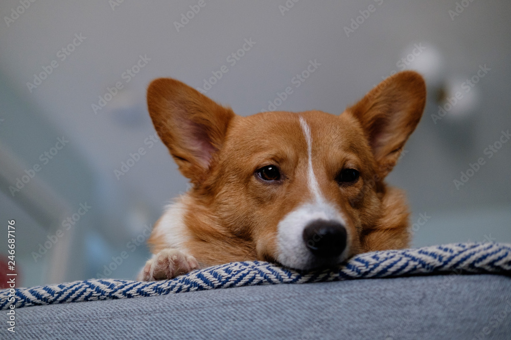 corgi dog pet