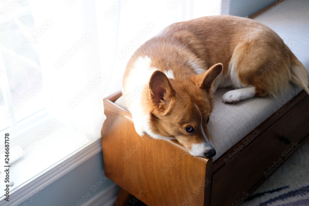 corgi dog pet