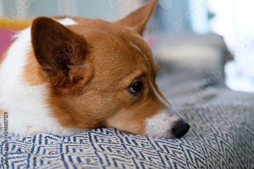 Obraz na płótnie corgi dog pet w salonie