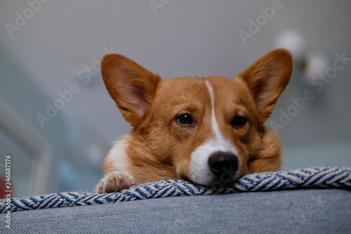 Obraz na płótnie corgi dog pet w salonie