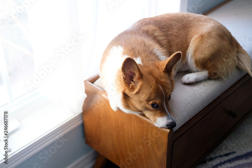 Obraz na płótnie corgi dog pet w salonie