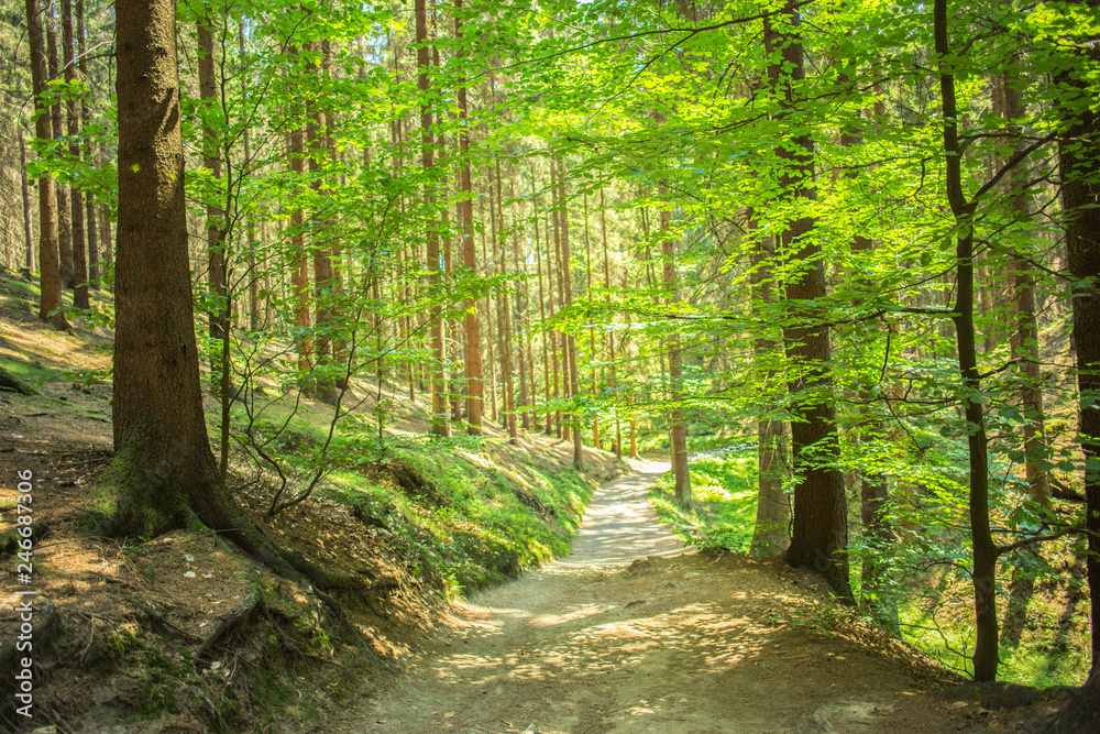 Obraz premium Forest at bohemian sqitzerland national park