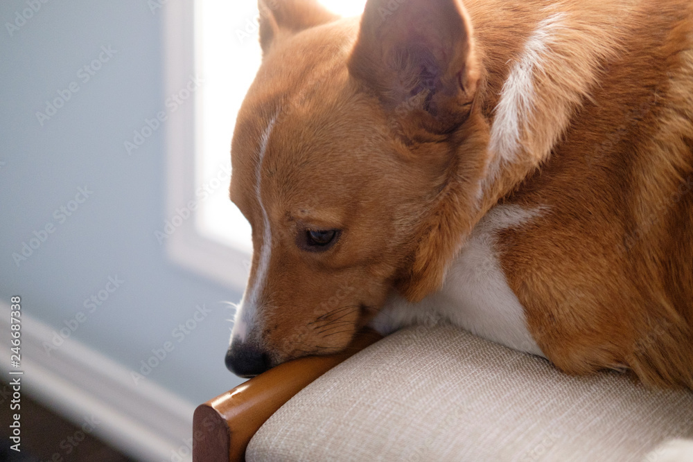 corgi dog pet
