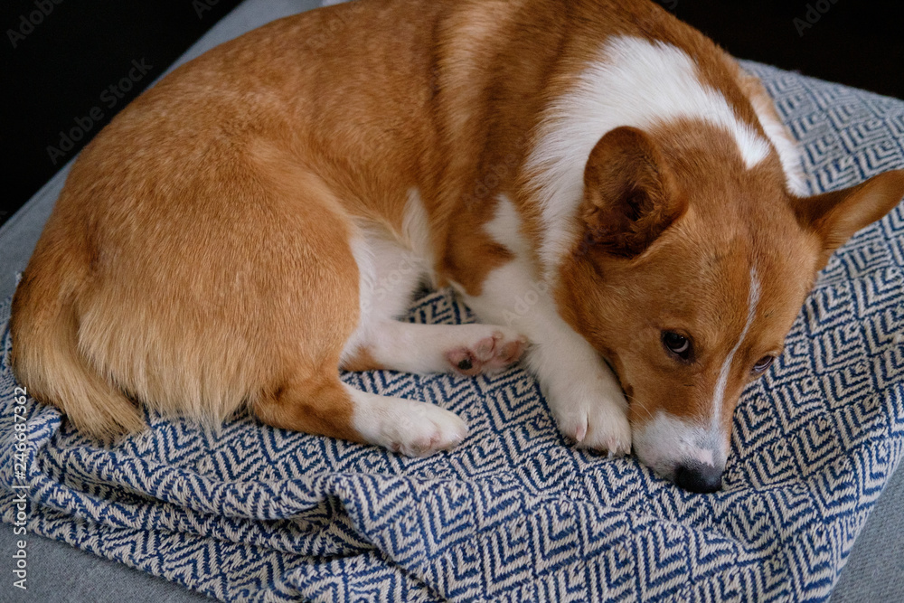 corgi dog pet